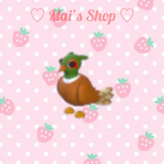 Brown-Chested Pheasant