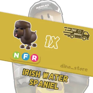 irish water spainel NFR   - adopt me