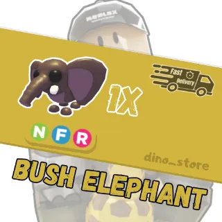 Bush elephant NFR - adopt me