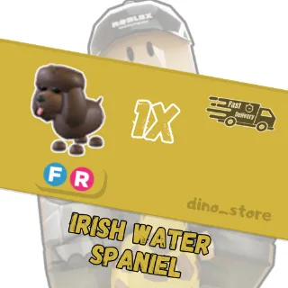 irish water spainel FR   - adopt me