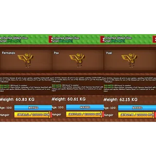 GILDED CHOC PERYTON | 60KG+