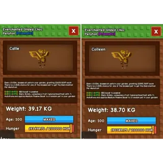 GILDED CHOC PERYTON | 38KG +