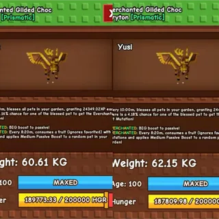 GILDED CHOC PERYTON| 60KG+