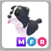 MFR Border Collie