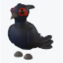 Pet | Black Pheasant
