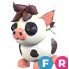 FR Mini Pig (Full Grown)