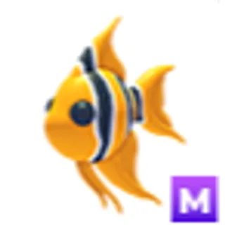 Mega Angelfish