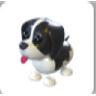 Black Springer Spaniel
