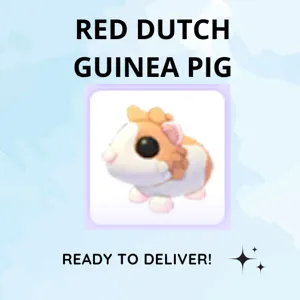 RED DUTCH GUINEA PIG