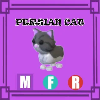MFR persian cat