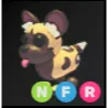 NFR African Wild Dog