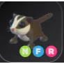 NFR Sugar Glider