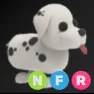 NFR Dalmation