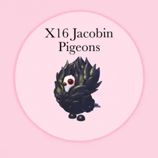 Jacobin Pigeons