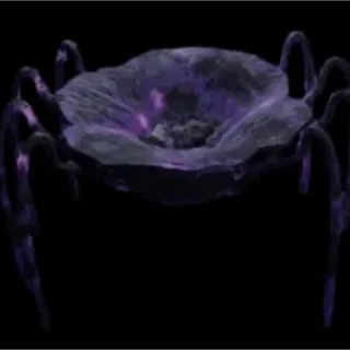 Toxic Widow Bloom - fisch 