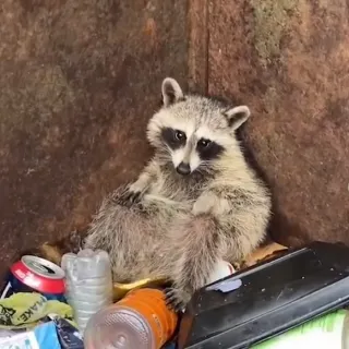 Raccoon King