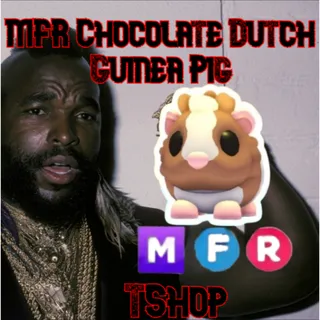 1x MFR Chocolate Dutch Guinea Pig