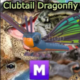 1 Mega Clubtail Dragonfly ~ Adopt Me