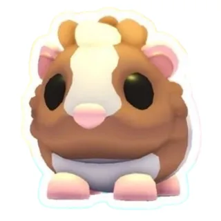 1x Chocolate Dutch Guinea Pig