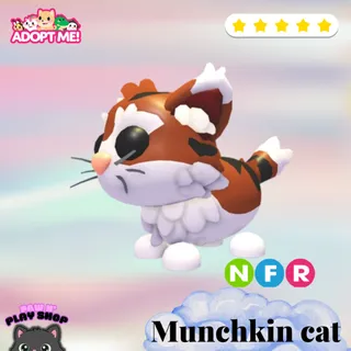 NFR MUNCHKIN CAT 