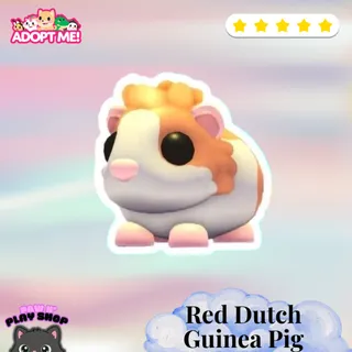 RED DUTCH  GUINEA PIG