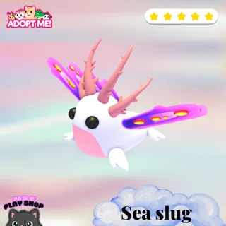 SEA SLUG