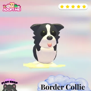 4X BORDER COLLIE