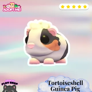 TORTOISESHELL GUINEA PIG