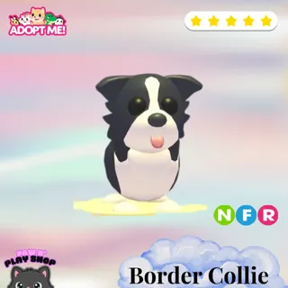 NFR BORDER COLLIE