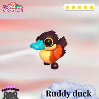 16X RUDDY DUCK