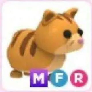 Mfr Ginger Cat