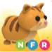 nfr ginger cat