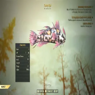New Fester Koi