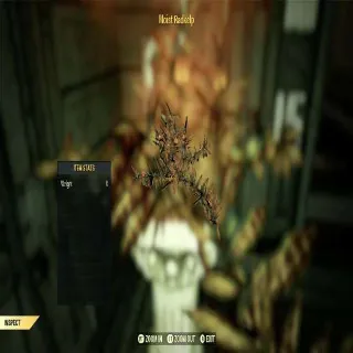 x5 Moist Radkelp
