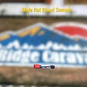 Mole Rat Blood Sample