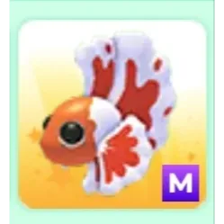 Mega orange Betta fish 