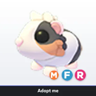 MFR Tortoiseshell Guinea Pig