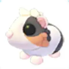 Tortoiseshell guinea pig