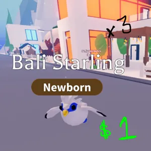 Bali Sterling (3 total)