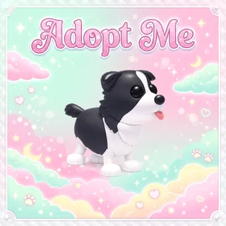 Border Collie - Adopt Me