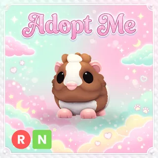 Chocolate Dutch Guinea Pig NEON R