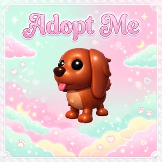 Irish Setter - Adopt Me