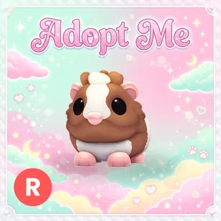 Chocolate Dutch Guinea Pig R