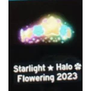 Starlight halo