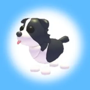 BORDER COLLIE