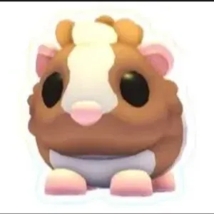 Chocolate Dutch Guinea