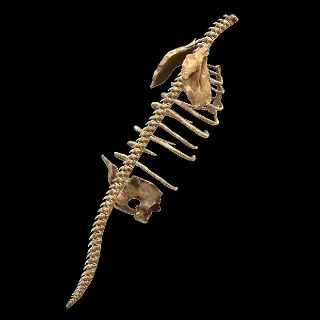 Fossil Megalonyx Torso