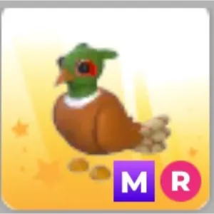 MR BrownChested Pheasant