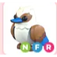 NFR KOOKABURRA