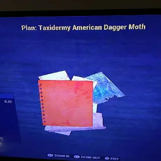 Taxidermy American D Mot